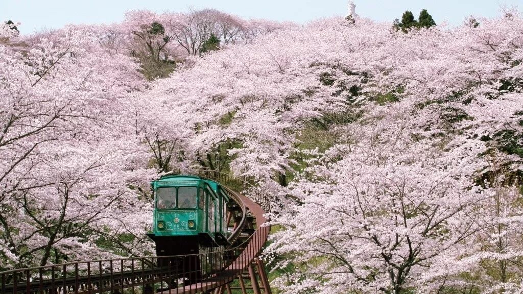 日本樱花攻略：清明小长假去这里，人少樱美，距离还近！                                                                                               日本