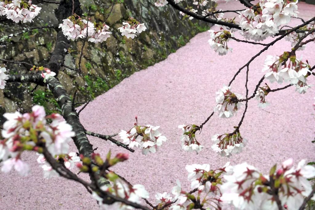 2019日本最全赏樱攻略：樱花开放时间、最佳赏樱路线一篇搞定！                                                                                               日本