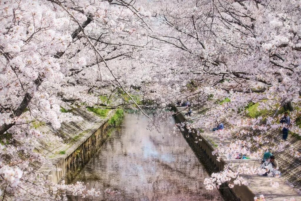 2019日本最全赏樱攻略：樱花开放时间、最佳赏樱路线一篇搞定！                                                                                               日本