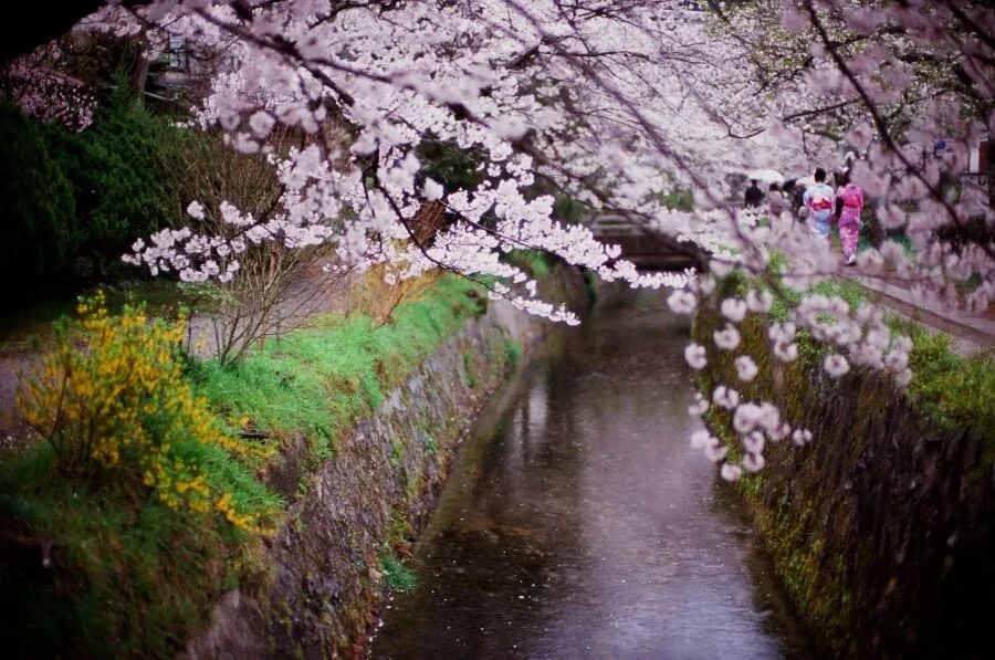 价低人少风景好的二、三月，最适合去哪里旅行？                                                                                               日本