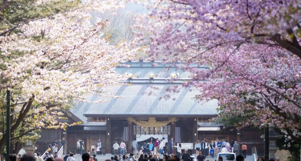 日本旅游攻略：谁说樱花不等人，北海道的樱花可以等你到五月！                                                                                               日本