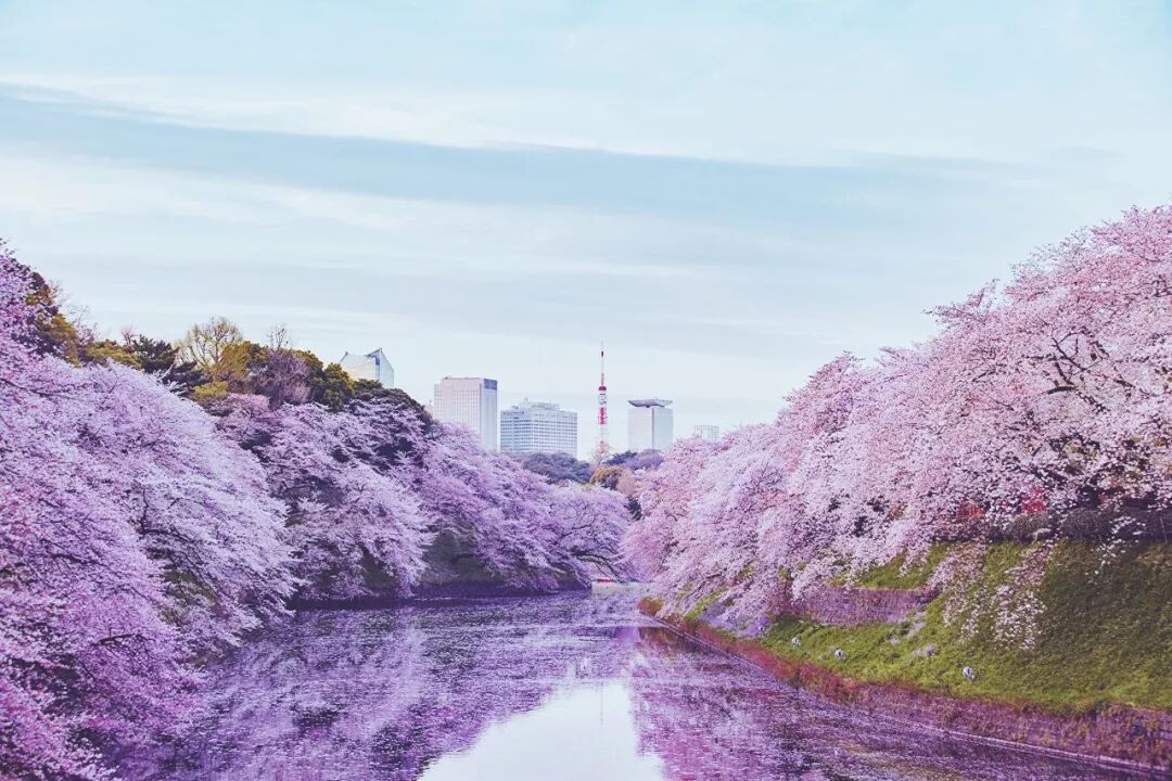 日本樱花攻略：清明小长假去这里，人少樱美，距离还近！                                                                                               日本
