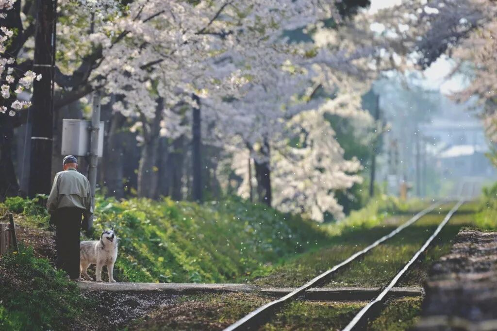 小众癖最爱的日本樱花线路：坐火车、看樱花、泡温泉、吃美食…                                                                                               日本