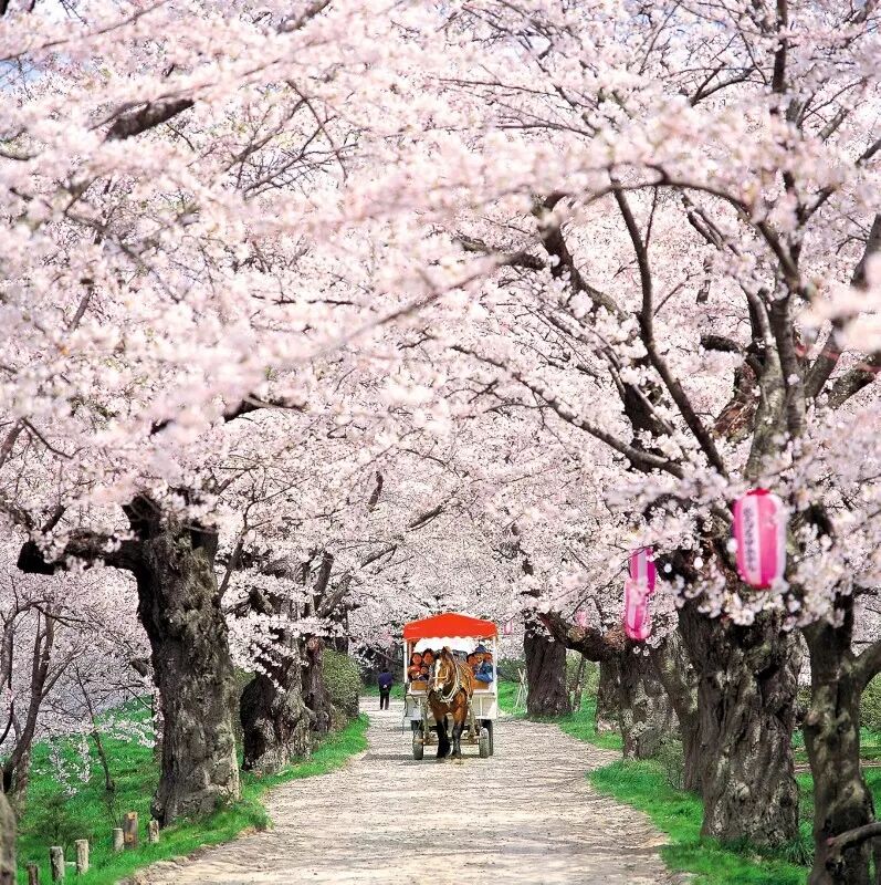 小众癖最爱的日本樱花线路：坐火车、看樱花、泡温泉、吃美食…                                                                                               日本