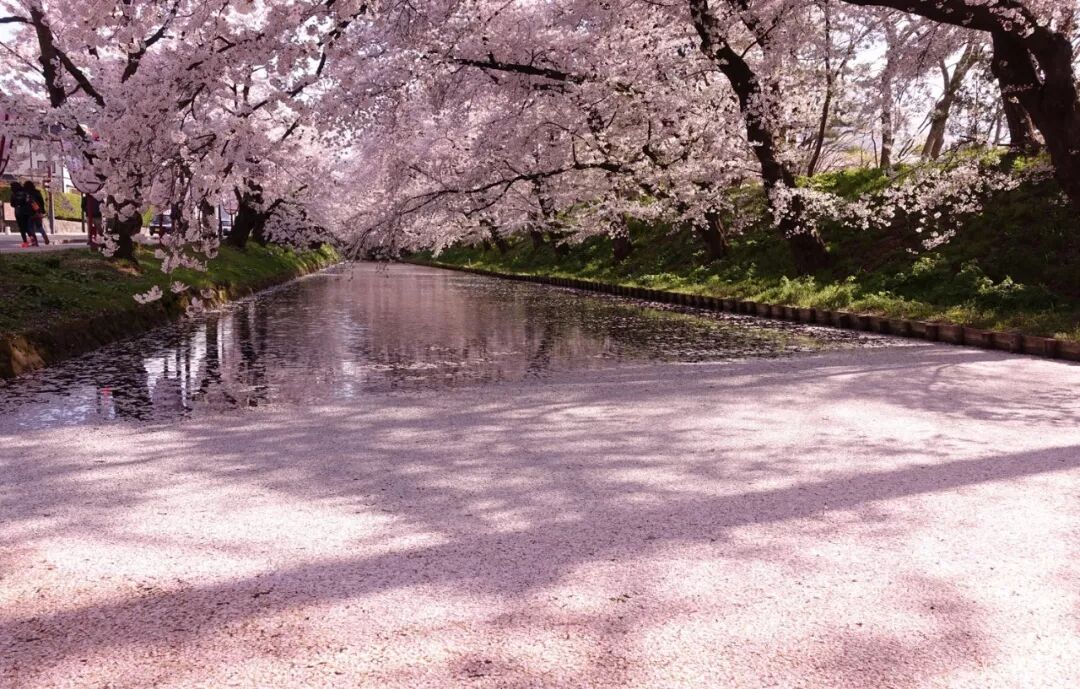 小众癖最爱的日本樱花线路：坐火车、看樱花、泡温泉、吃美食…                                                                                               日本