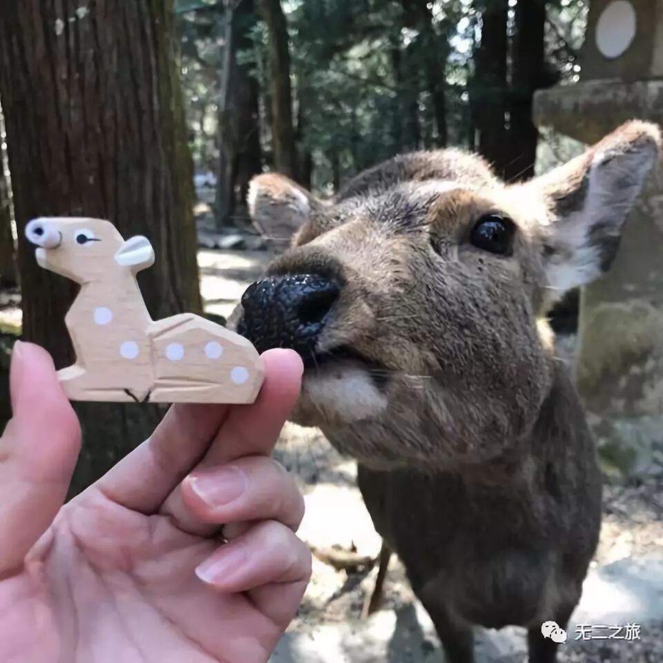 日本旅游攻略：为什么追我？！                                                                                               日本