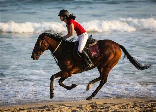 大赛分为国产马组和混血马两个组