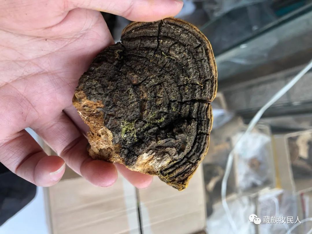 桑树桑黄才正宗的桑黄灵芝