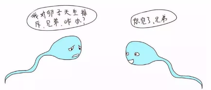 抗精子抗体对生育的影响 抗精子抗体对生育的影响