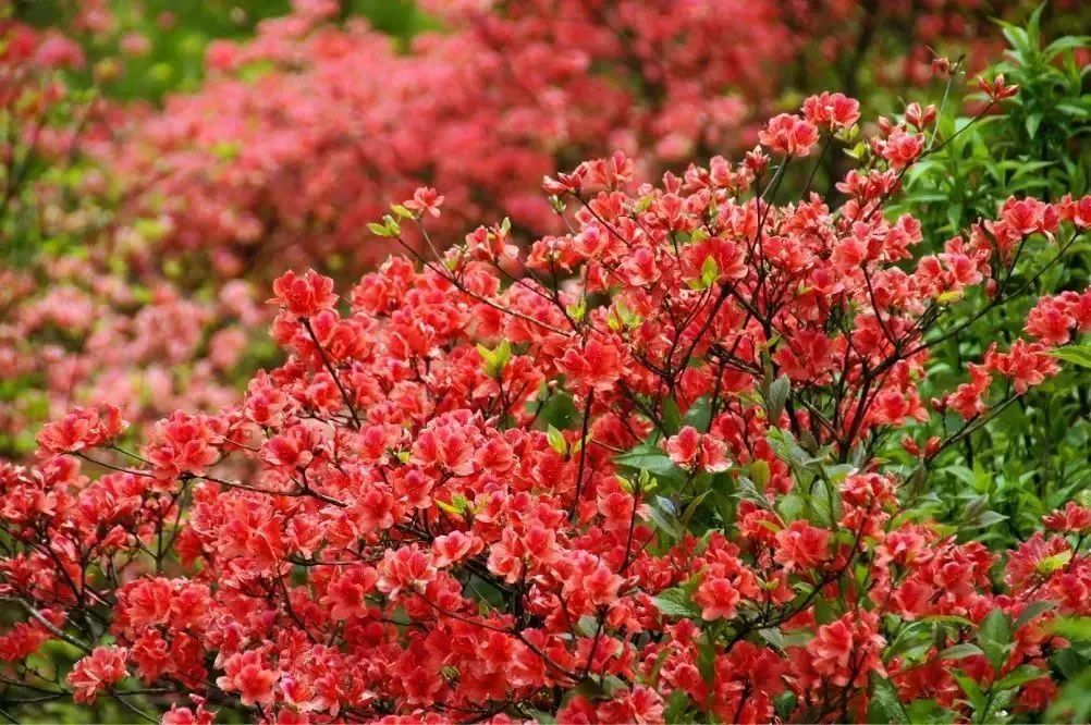 湖南隱匿的絕美山川古村，寧靜又深遠，三四月去正好！ 旅遊 第19張