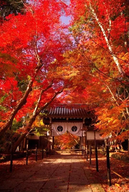 帶大家去實地看看日本大大興善寺的紅葉 這才是日本秋天的味道 相聚福岡 微文庫