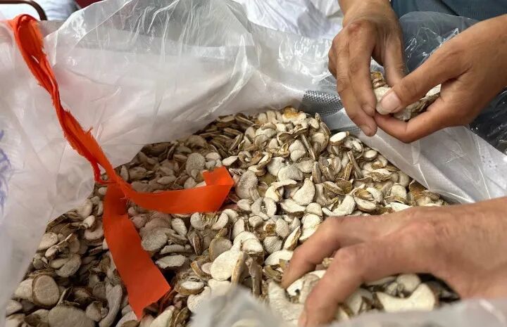 “牛市”来了？中药材涨价链调查：回归价值的现实困境