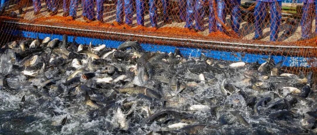 30000公斤！新年第一网