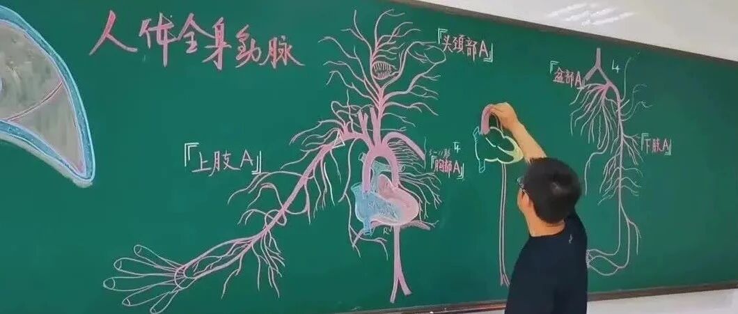 绝了！浙江一大学老师手绘的人体解剖图如艺术品