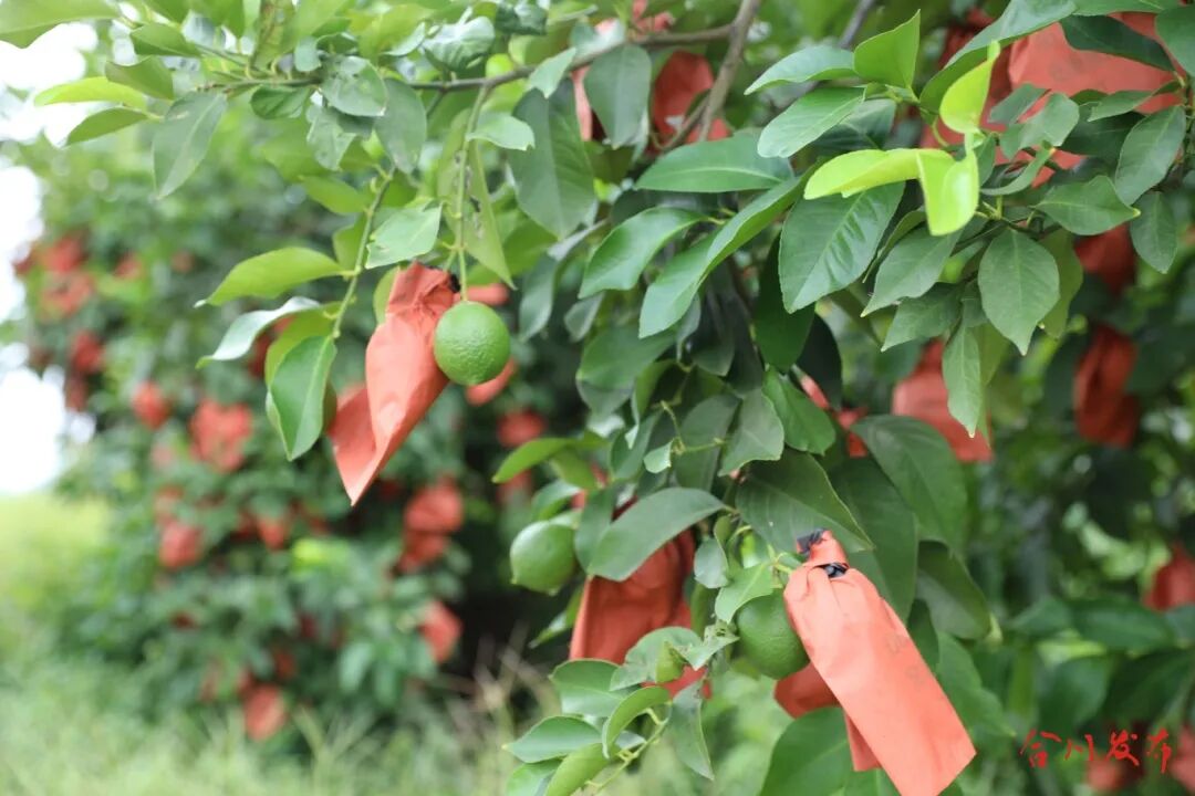 挂果的枝头.JPG