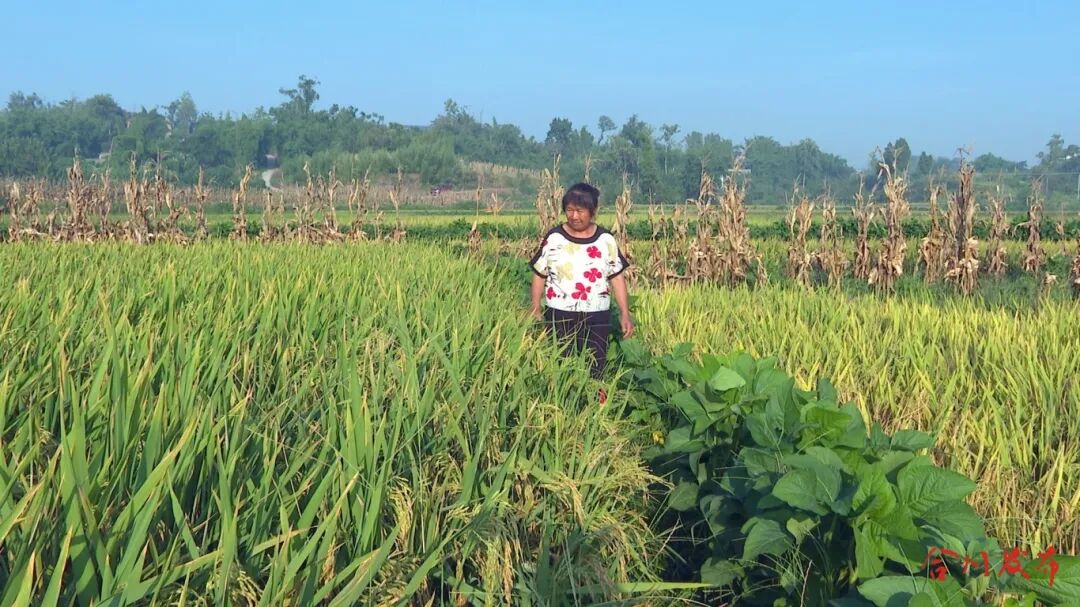 吴景碧正在察看自家丰收的稻穗_副本.jpg