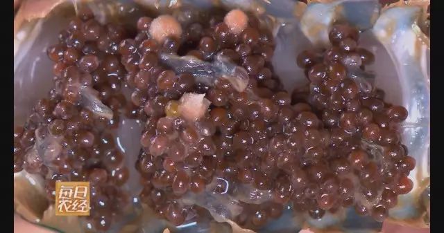 澳洲淡水龙虾从产卵到孵化成小虾,整个过程需要40天左右,这期间卵的