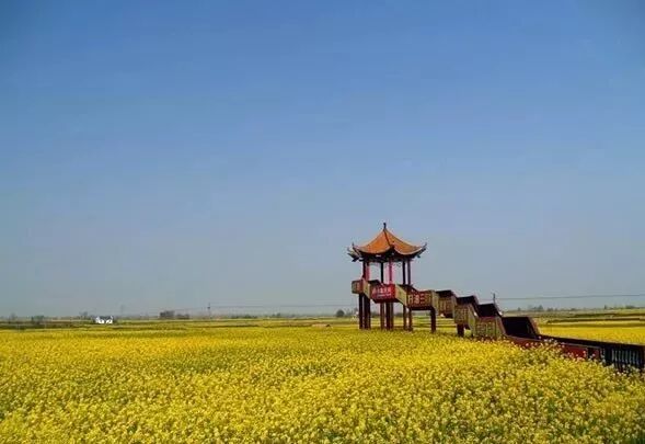 美！江汉平原美如画，最美沙洋油菜花！(图3)