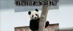一句四川话，让大熊猫的DNA动了……