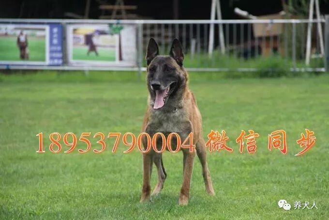 马犬呕吐了怎么搞 养犬人 微信公众号文章阅读 Wemp