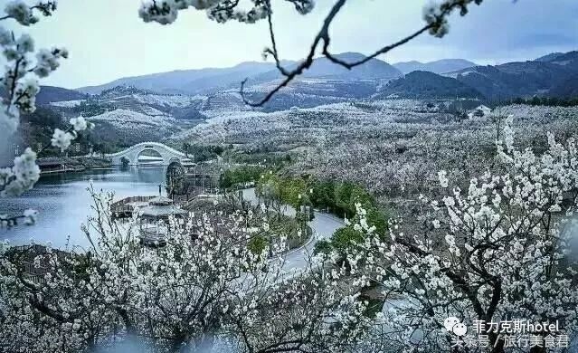 汉中西乡樱桃沟万亩樱桃树上,雪白的樱桃花目前即将绽放约吗?