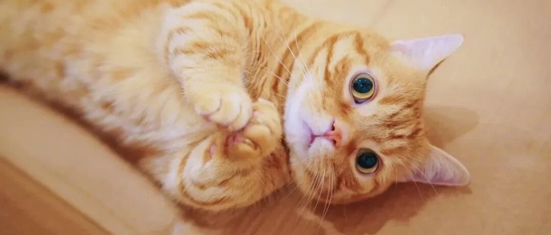 日本网友又在瞎说什么大实话！