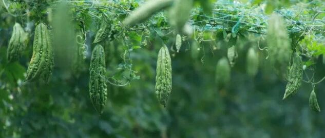 今日养生方 | 怎样提高“降火消暑”性价比？找对适时消暑食材！