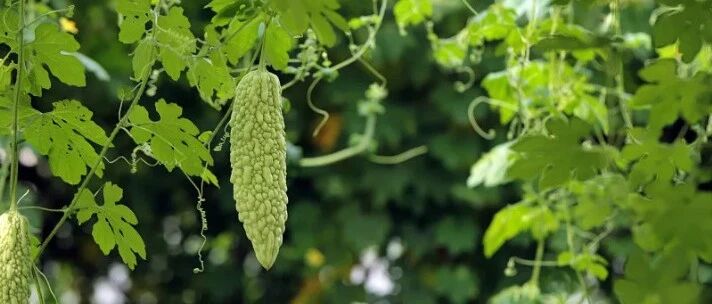 今日养生方| 苦夏清心，来吃点“苦”