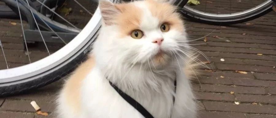 颜值超高的猫咪为治情伤离家出走，不仅收获一大票粉丝，还考上大学.......