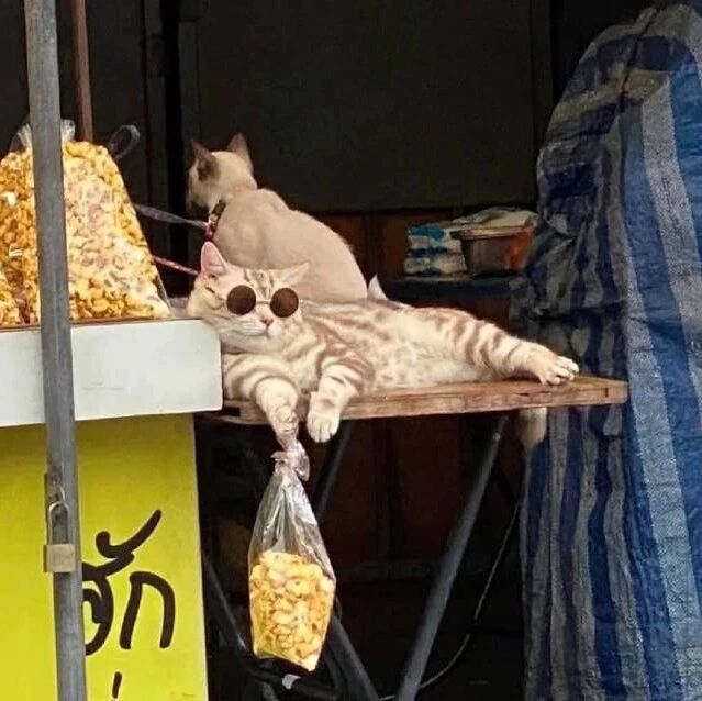 远处看到一猫戴着墨镜躺桌上，再近一看，这也太酷了！