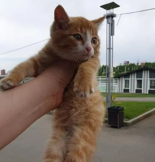 3隻小貓被遺棄，臨時安排一隻猞猁來照顧，幾天後氣場都變了！網友：猞猁也吸貓！！ 寵物 第5張