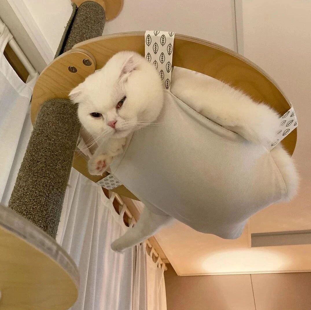 给猫买了个吊床，猫趴上去后，却看起来像被绑了一样，好逗！