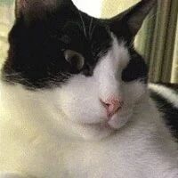 猫在猫窝躺着，突然被同伴按住头，还两次，好气！