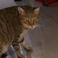 别人的猫都送爱心猫砂，而网友第一次收到爱心，却是这个！