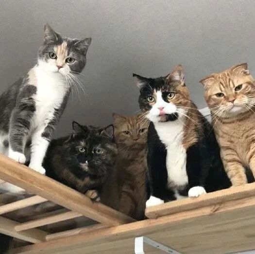 养了一窝小猫，让它们一起长大，现在个个胖成这样！