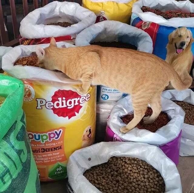 橘猫自己偷吃也就算了，隔天还带着朋友一起来吃自助餐！