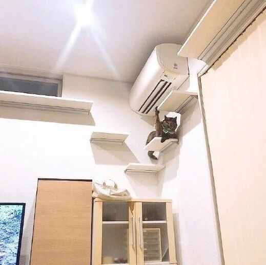 看到猫在爬架上在对自己招手打招呼，拉近一看，好像误会了！