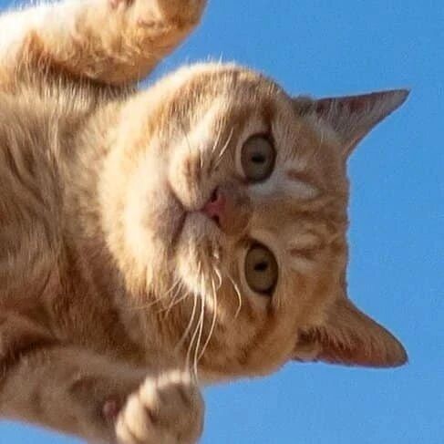 拍到猫跳起来的一瞬间，再看它的表情，一脸的平静，好安逸！