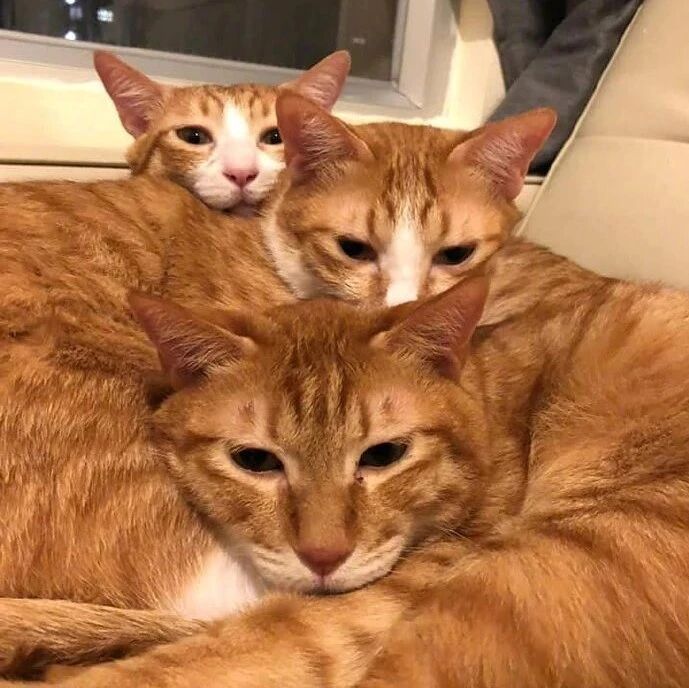 电热毯一打开，直接被3只橘猫霸占，赶都赶不走！