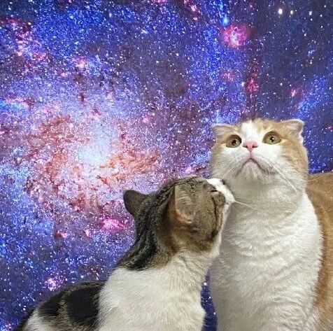 两猫站在电视机前秀恩爱，于是把电视画面调成了星空后！