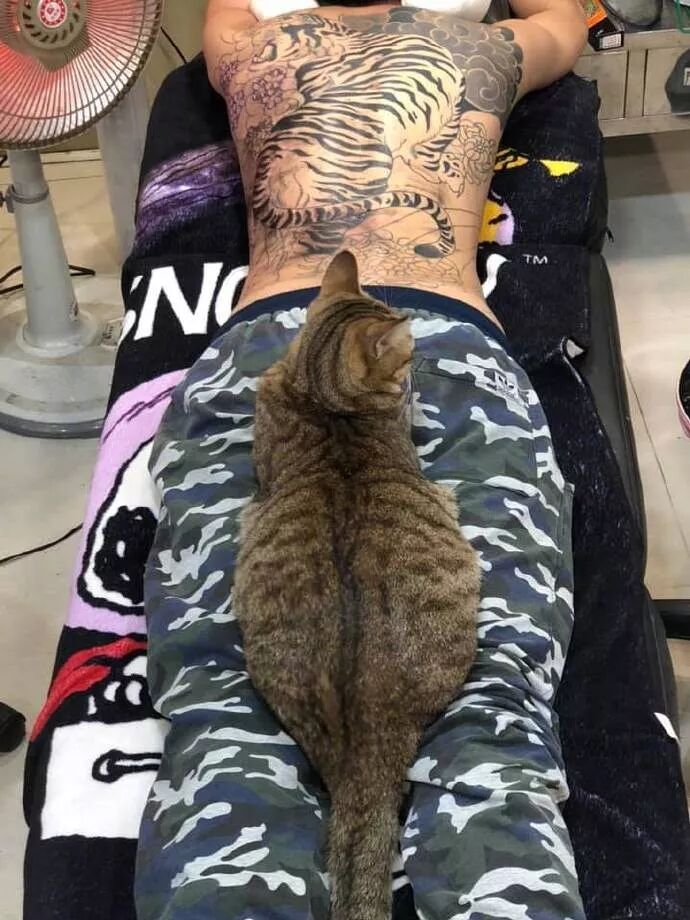 帮客人刺青时 结果猫直接跑到客人身上睡觉 还冲着主人偷笑 大爱猫咪控 微信公众号文章阅读 Wemp