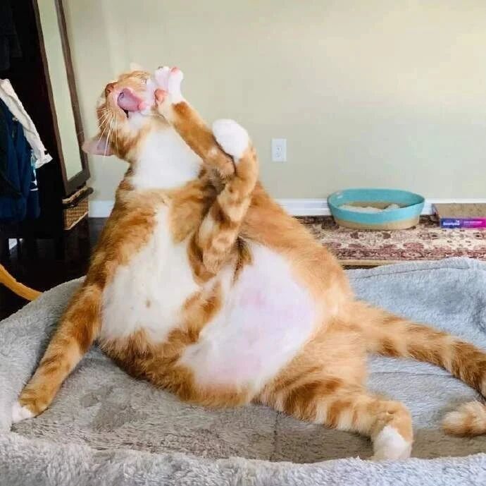 胖猫正专注的在舔脚时，突然发现被偷怕，这惊讶的表情亮了！