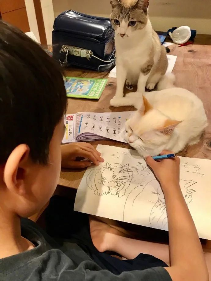 小男孩给2只猫画像 结果完成后 猫 算了 他已经尽力了 大爱猫咪控微信公众号文章