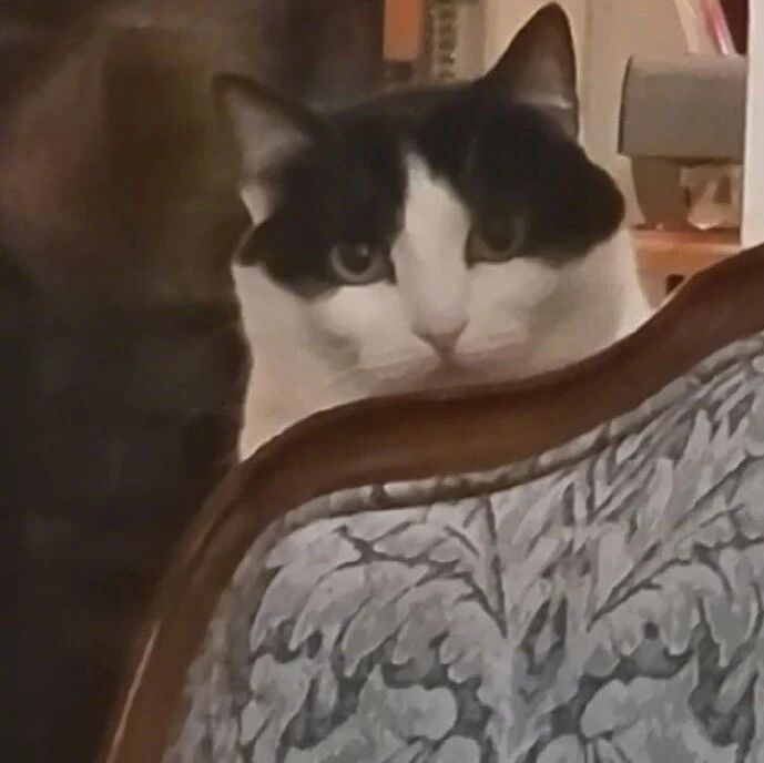 家里来了客人后，猫也不害怕躲起来，反而在远处一直盯着！