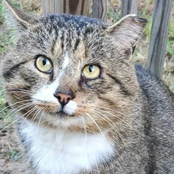 流浪猫整天上门讨零食吃，却永远不让人碰，还带着迷之微笑！