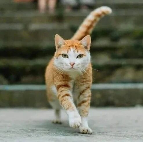 让朋友帮忙拍照，结果一只猫闯入，然后拍的都是猫，人都糊了！