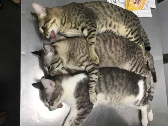主人带3只猫兄弟去绝育 拍下它们等待退麻醉的画面 笑屎了 大爱猫咪控微信公众号文章
