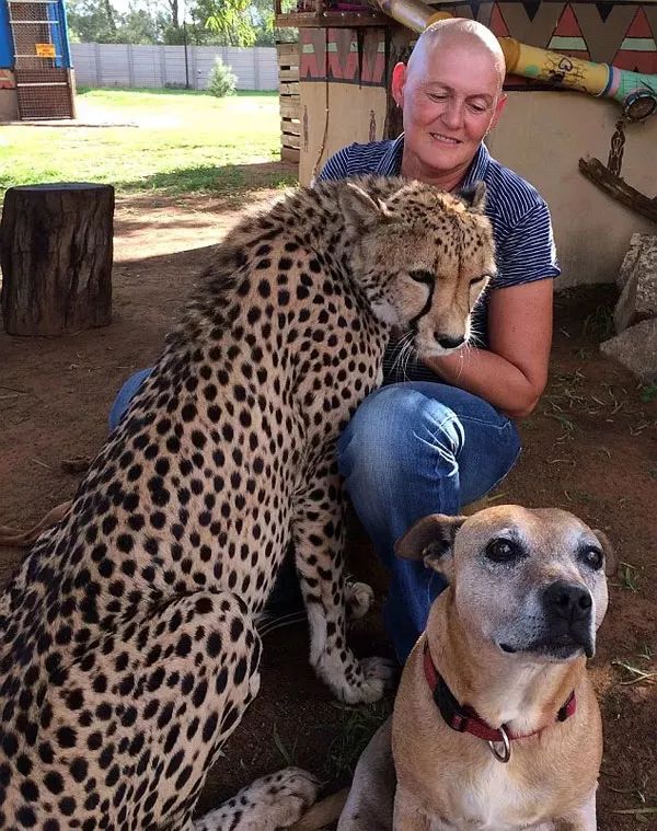 身患癌症接受化療的她回到家，養育多年的大貓，一個舉動讓她淚目… 寵物 第8張
