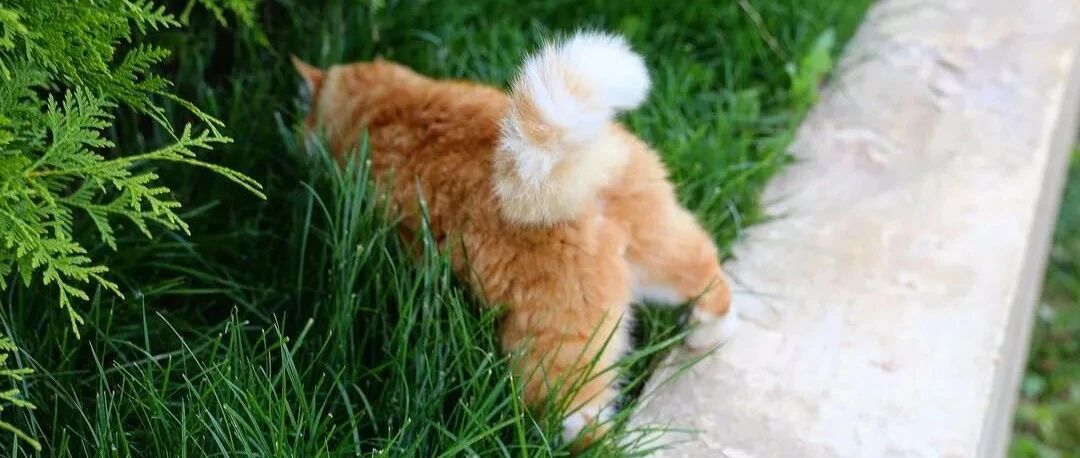 谁家柴犬又出来玩雪啦？主人：那是我家猫！