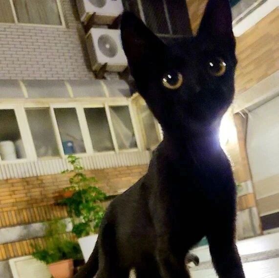 网友家外面来了一只小黑猫，那模样就像卡通片中的猫一样帅！
